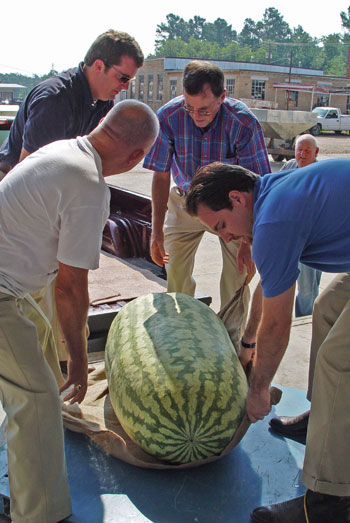 The World's Largest Watermelon at 268.8 pounds.