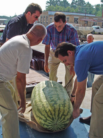 World's Largest Watermelons