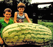 HOPE'S GIANT WATERMELON HERITAGE